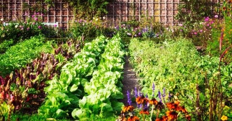 A Perennial Future: Agriculture’s Next Evolution