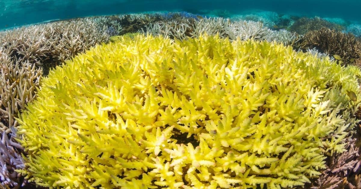 coral bleaching