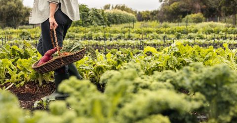 Can Organic Farming Feed the World?