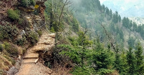 Chasing Away the COVID Blues: Coping Strategies at Home