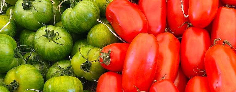 Closeup of a tomato harvest