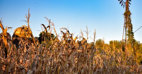 How Does Livestock Farming Cause Groundwater Depletion in the Midwest?