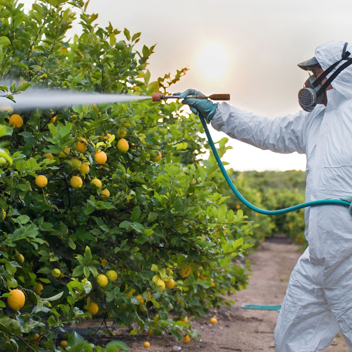 impacts of pesticides