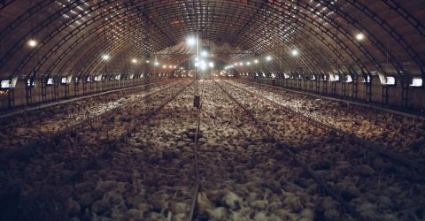 From <em>The Jungle</em> to Ag-Gag: How the Meat Industry Still Fears the Truth