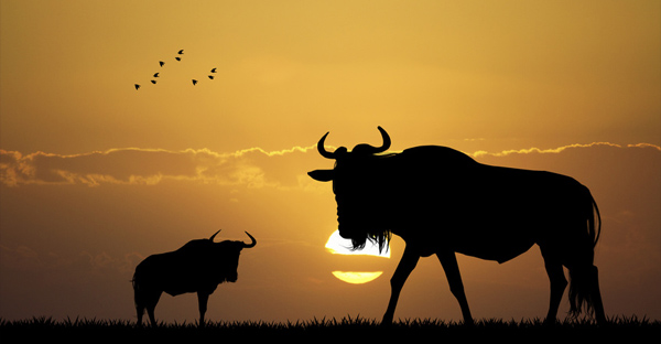 Masai and Inuit High-Protein Diets: A Closer Look