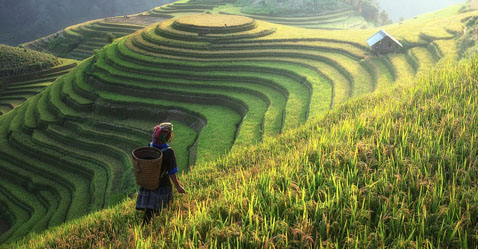 Observaciones de China: ¿Qué pasó con la alimentación basada en plantas?