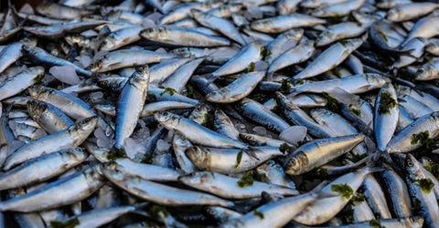 Nuestro enigma azul: Los océanos son tan resistentes como les permitamos ser