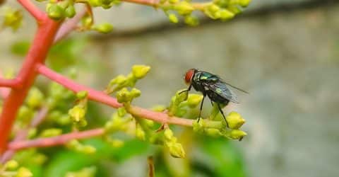 The Once-Eradicated Screwworm Pest Is Back: Are We Ready?