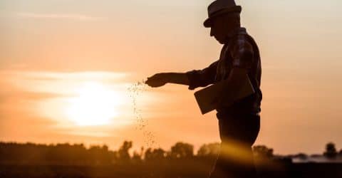 Semillas de resiliencia: por qué la reducción de la biodiversidad alimentaria afecta nuestro futuro