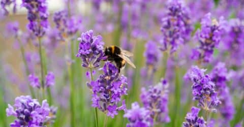 Supporting Pollinators in Your Backyard