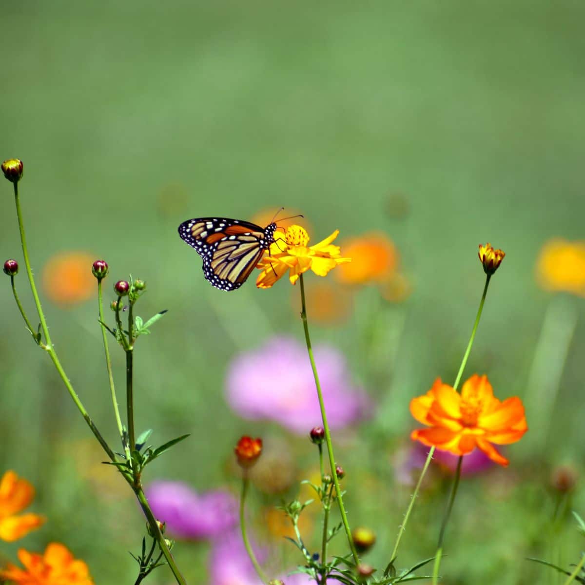 supporting pollinators