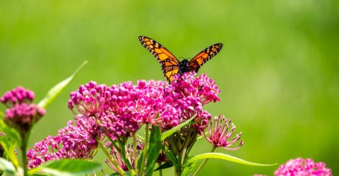 El costo oculto del glifosato: el algodoncillo y las mariposas monarca