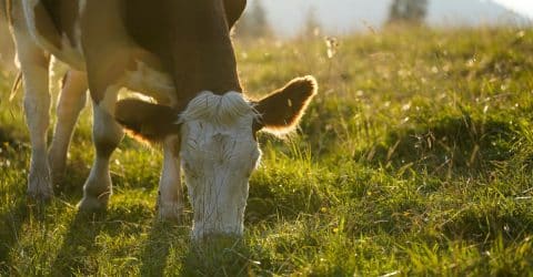 Regenerative Grazing: Not As Sustainable As We Think